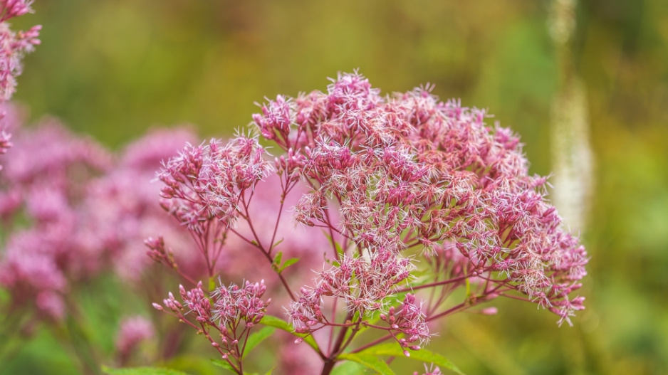 Sadec konopáč (Eupatorium cannabinum)