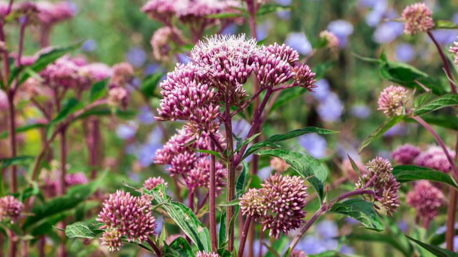 Sadec konopáč (Eupatorium cannabinum)