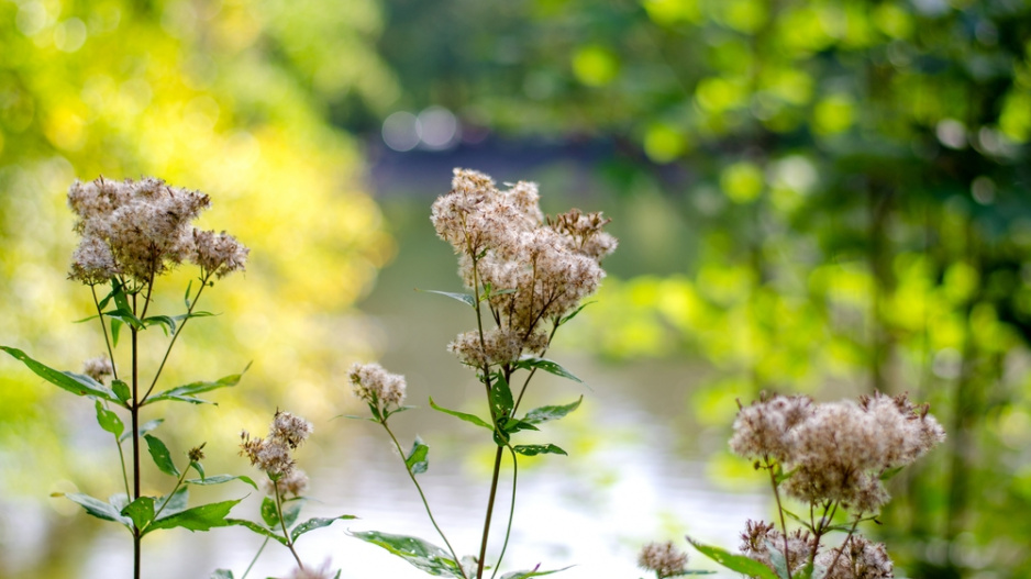 Sadec konopáč (Eupatorium cannabinum)