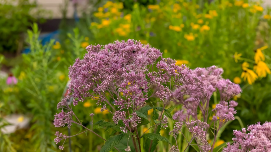 Sadec skvrnitý (Eupatorium maculatum)