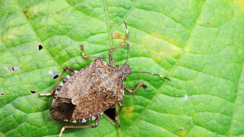 Kněžice mramorovaná (Halyomorpha halys)