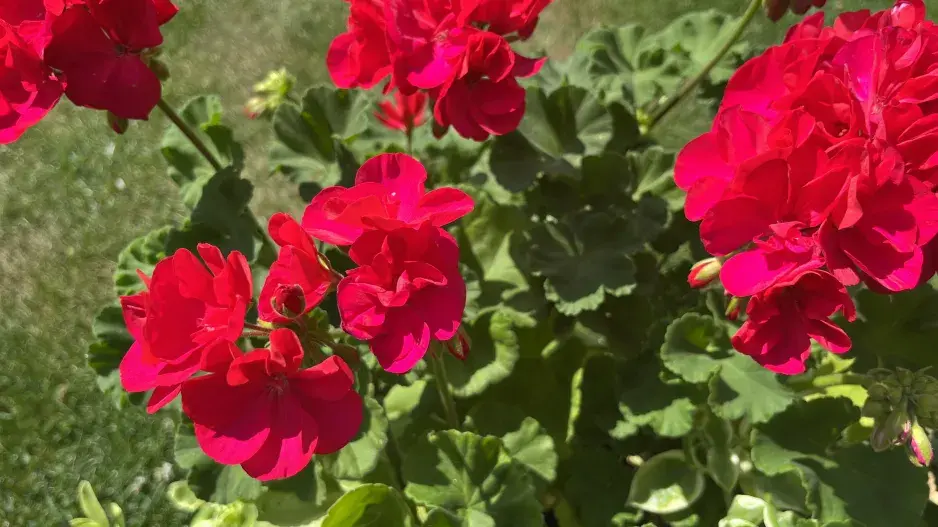 Letní množení muškátů se vyplatí