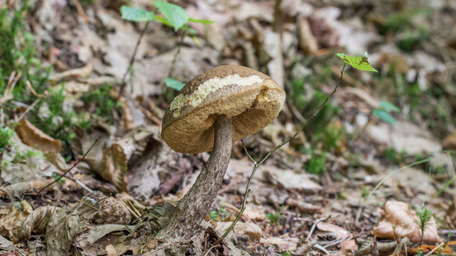 Kozák habrový (Leccinum griseum)