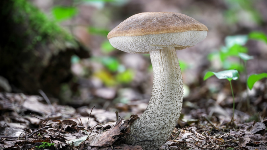 Kozák březový (Leccinum scabrum)