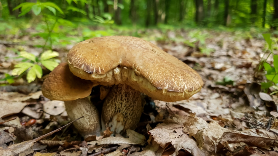 Kozák březový (Leccinum scabrum)