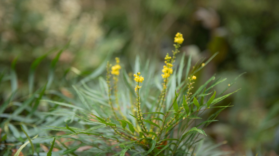 Mahónie tenkolistá, mahónie čínská (Mahonia eurybracteata)