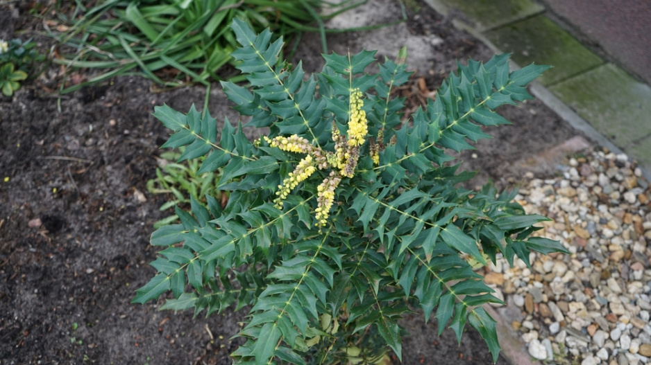 Mahónie japonská (Mahonia japonica)