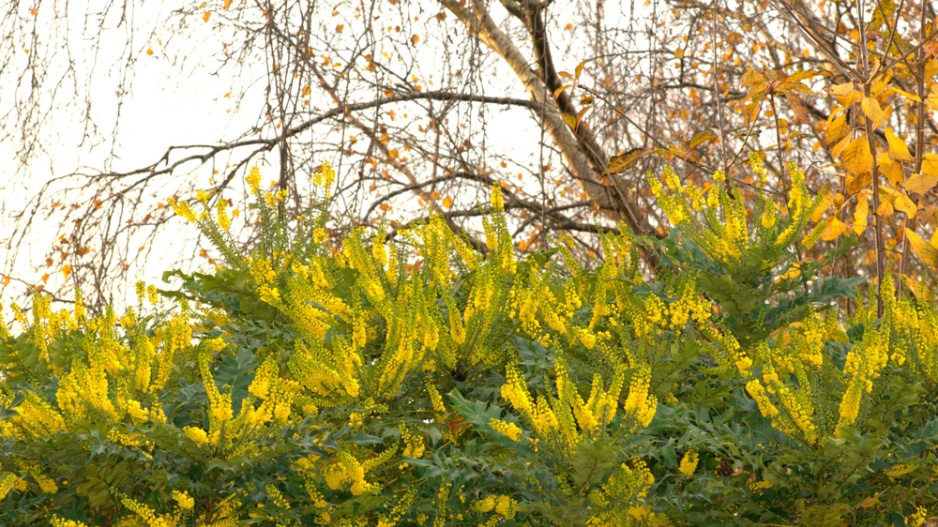 Mahónie japonská (Mahonia japonica)
