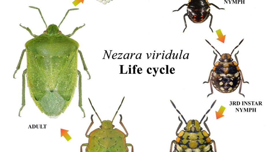 Kněžice zeleninová (Nezara viridula)