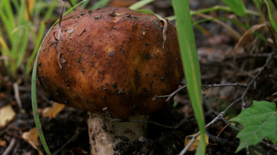 holubinka kolčaví (Russula mustelina)