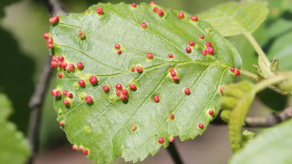 napadení stromu vlnovníkem  napadení stromu vlnovníkem
