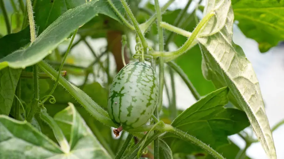 Mexická okurka (Melothria scabra)
