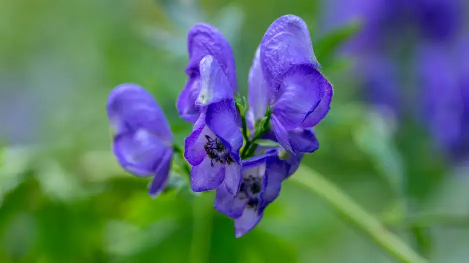 Oměj šalamounek (Aconitum plicatum)