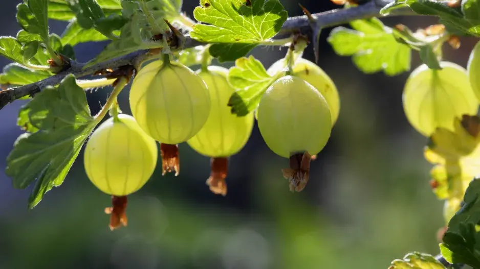 Na podzim si vysaďte třeba angrešt