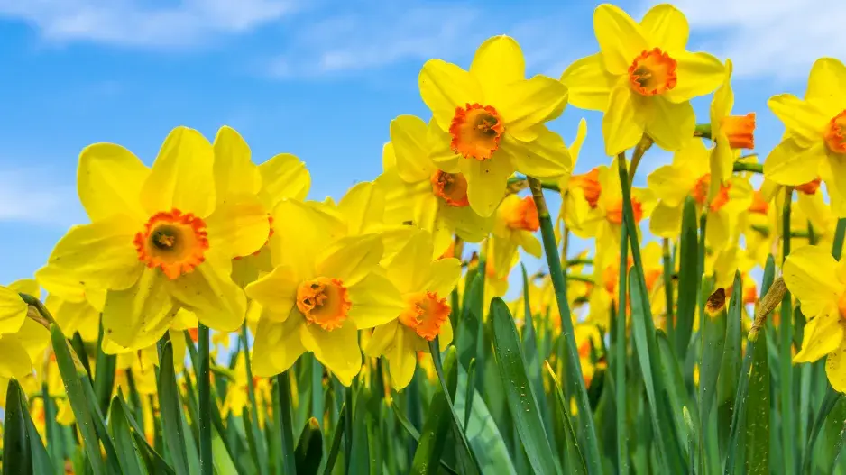 Narcisy na podzim