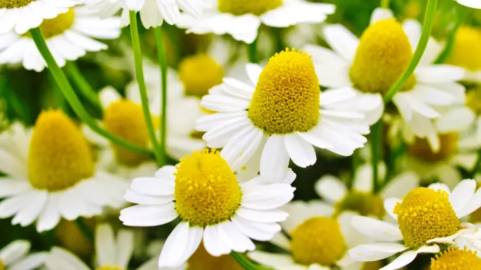 Heřmánek pravý (Matricaria recutita) Heřmánek pravý (Matricaria chamomilla)