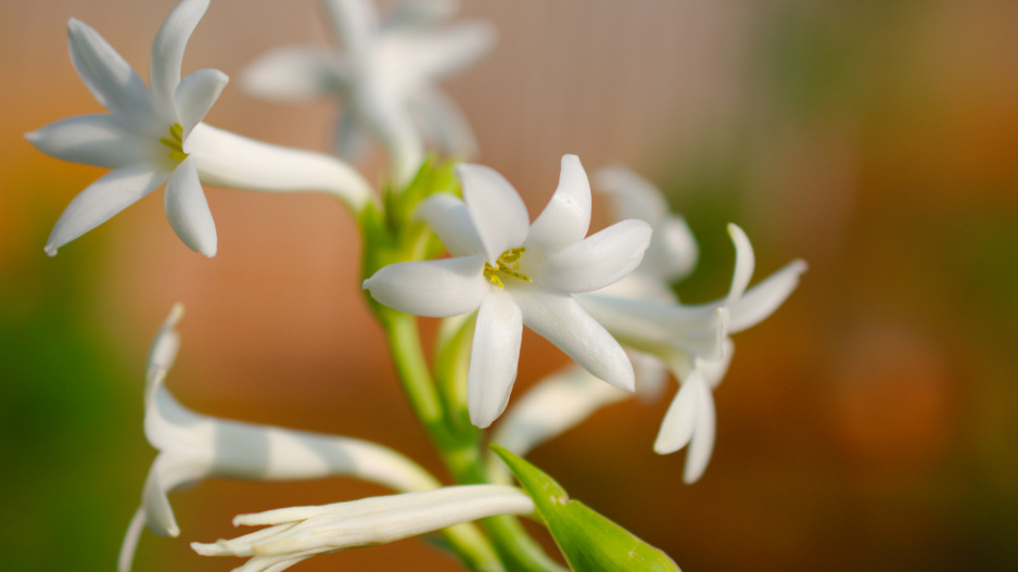 Tuberóza hlíznatá (Polianthes tuberosa)