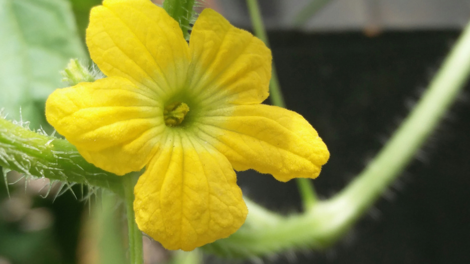 Mexická okurka (Melothria scabra)
