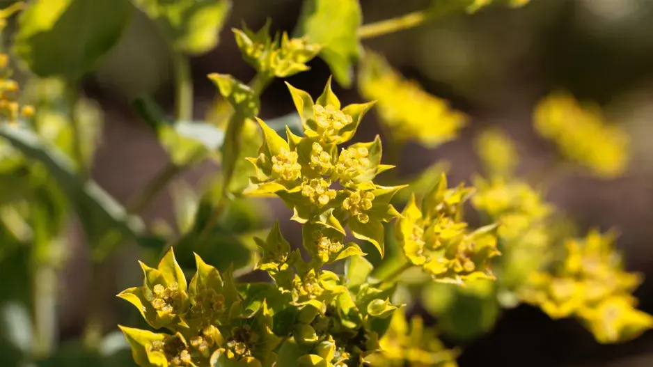 Prorostlík okrouhlolistý