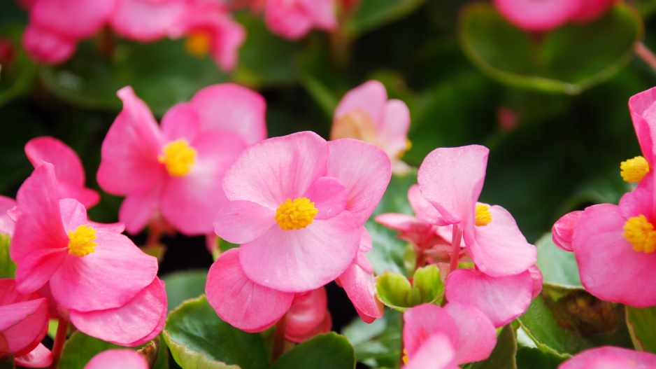 Begonia semperflorens