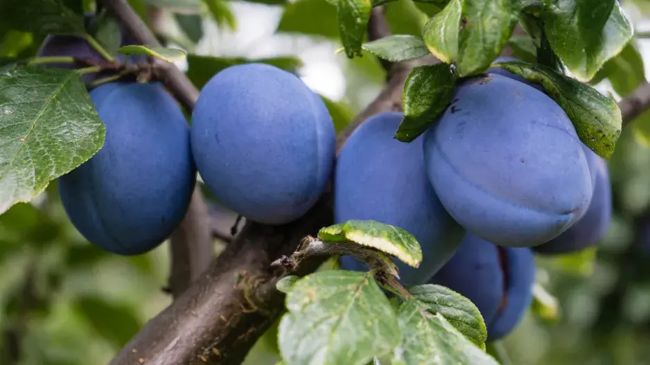 švestky často poškozují roztoči