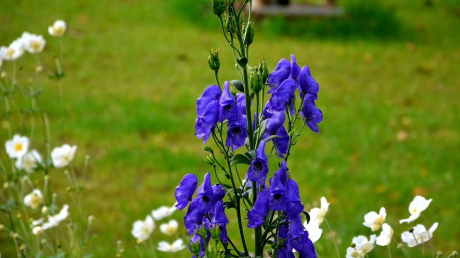 Oměj šalamounek (Aconitum plicatum)