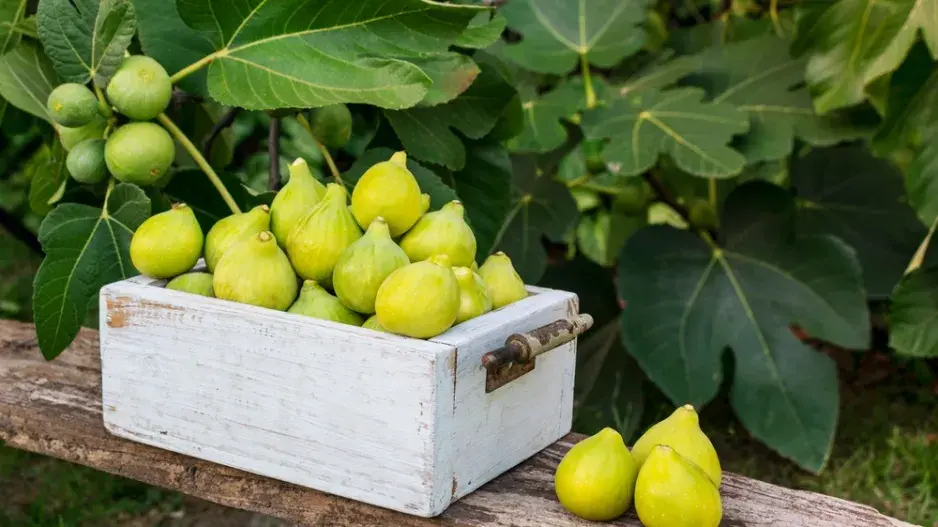 Ficus carica