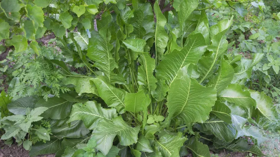 Křen selský Křen selský