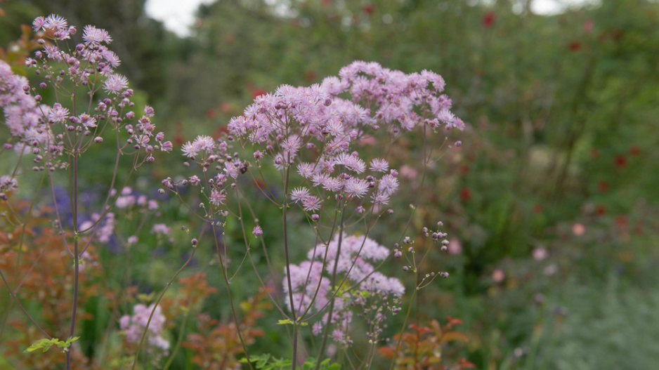 Žluťucha orlíčkolistá (Thalictrum aquilegifolium)