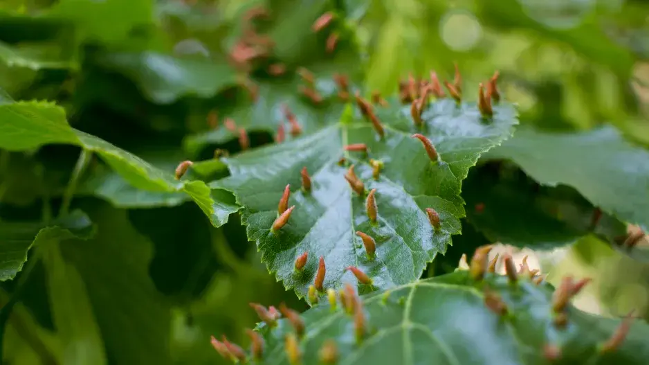 hálky vytvořené hálčivcem hálky vytvořené hálčivcem
