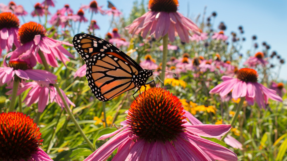 Echinacea purpurea třapatkovka