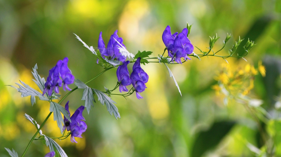 Oměj šalamounek (Aconitum plicatum)