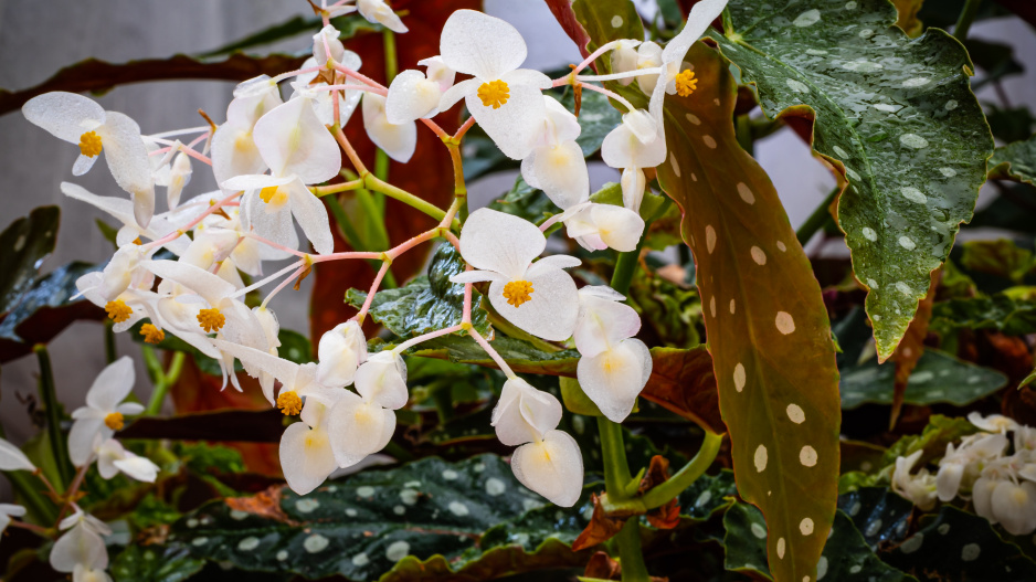 Begonia maculata