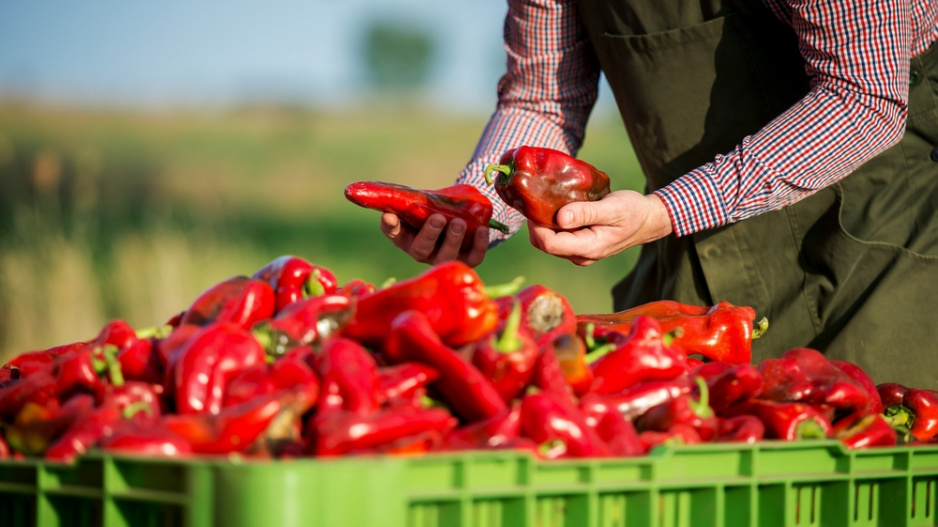 paprika