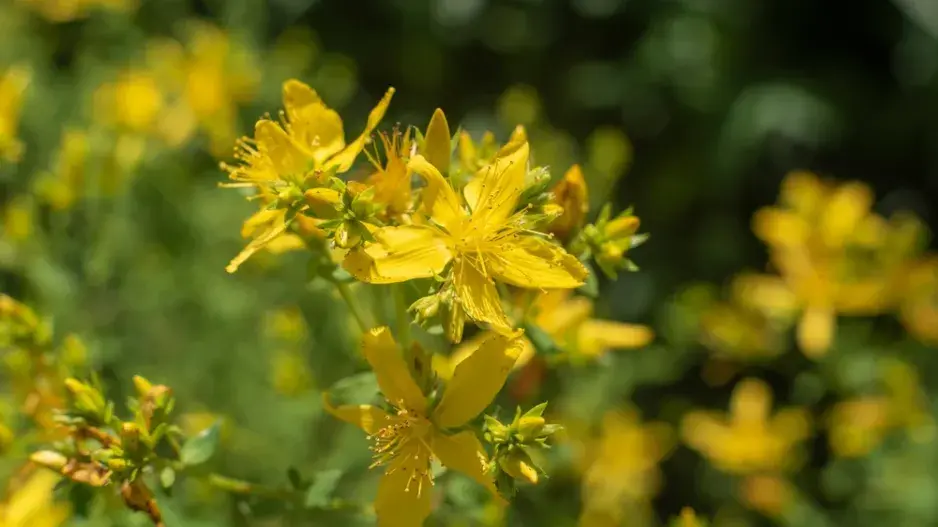 Třezalka tečkovaná (Hypericum perforatum) Třezalka tečkovaná (Hypericum perforatum)