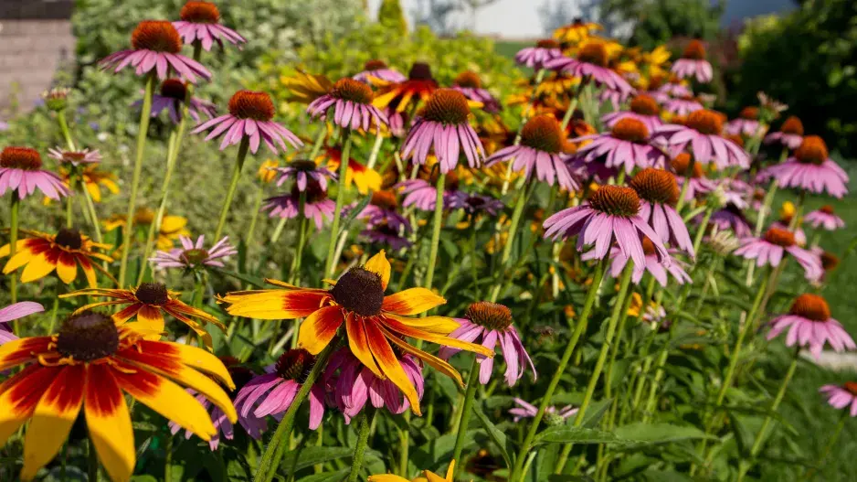 Třapatky a třapatkovky