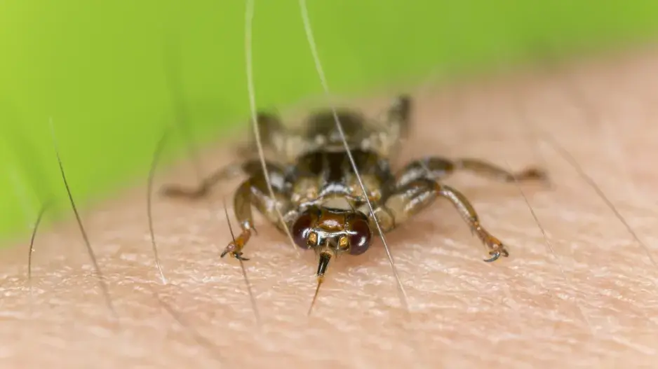 Kloš jelení (Lipoptena cervi)