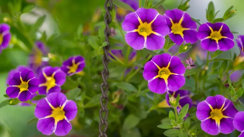 Million bells