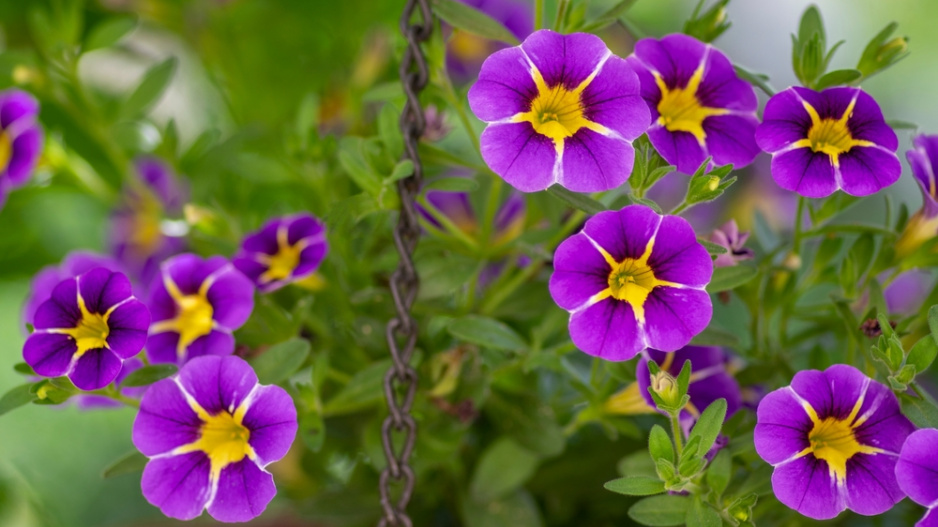 Million bells 