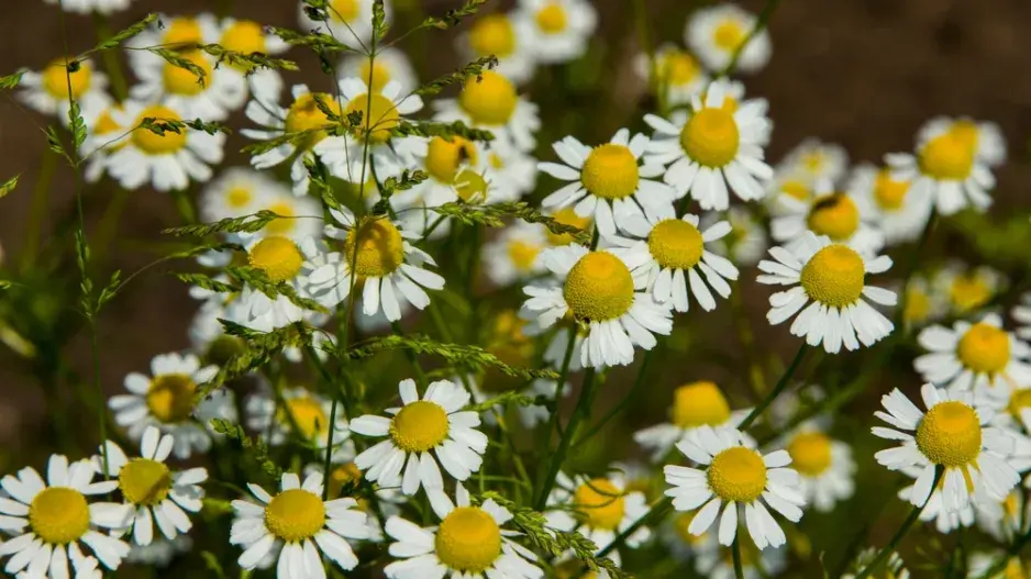 Heřmánek pravý (Matricaria recutita) Heřmánek pravý (Matricaria recutita)