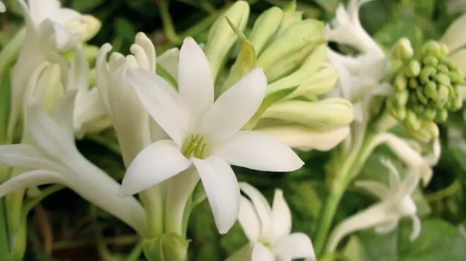 Tuberóza hlíznatá (Polianthes tuberosa)