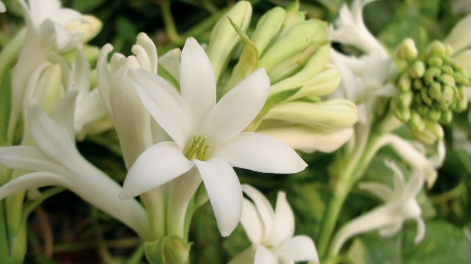 Tuberóza hlíznatá (Polianthes tuberosa)