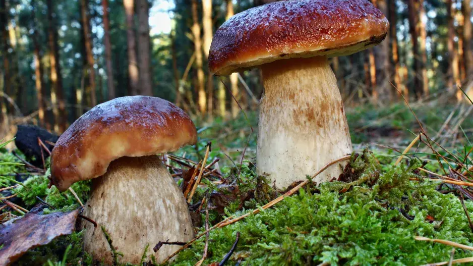 rozhovor s předsedou ČMS Ing. J Landou