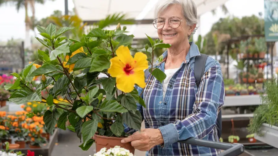 Ibišky patří k oblíbeným keřům 