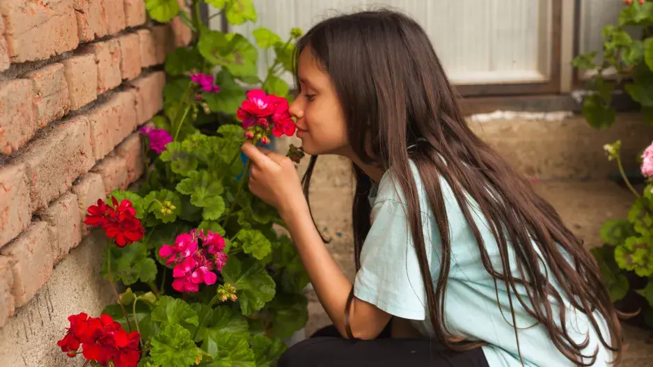 Muškáty a jiné balkonové rostliny