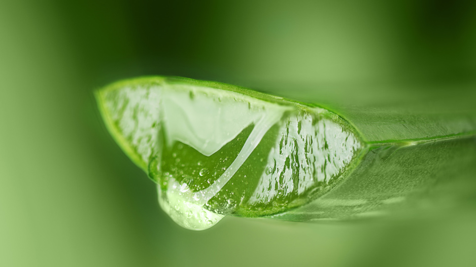 Aloe vera
