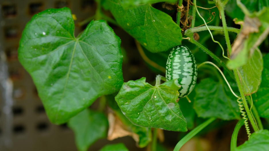 Mexická okurka (Melothria scabra)