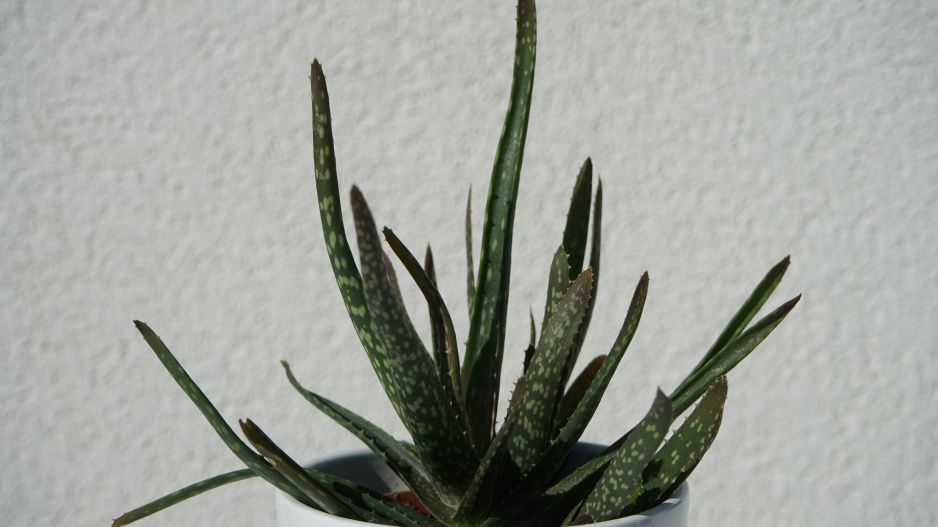 Aloe vera