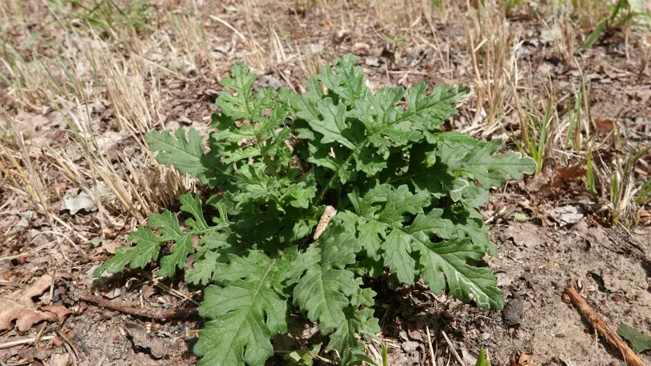 listová růžice starčeku listová růžice starčeku