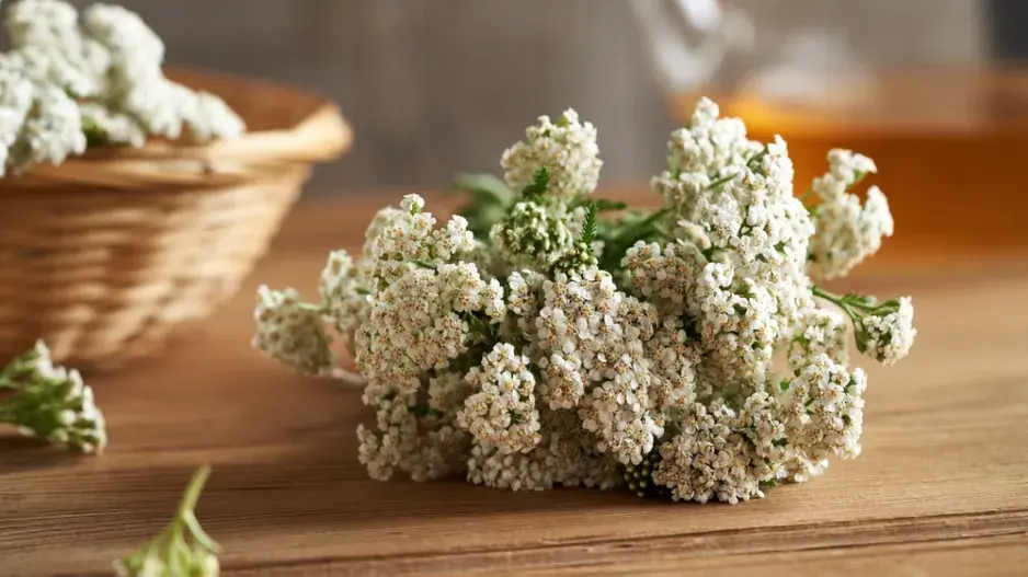 řebříček řebříček